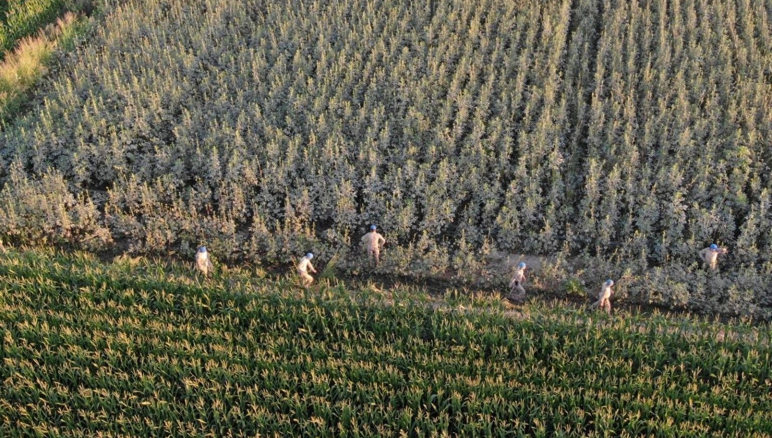 aydinda37 kok kenevir ele gecirildi idSmmOpK