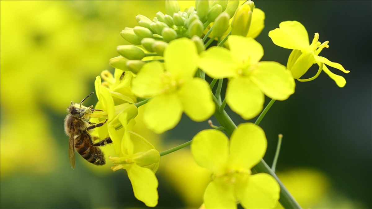 cevreyi koruma icin gelistirilen projelere destek LDcKZbV6