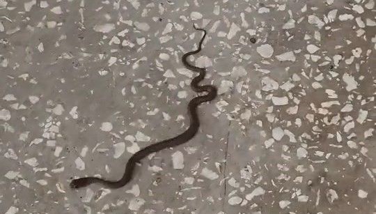 yer bursa okul koridorunda yilan panigi HPeVTm3E