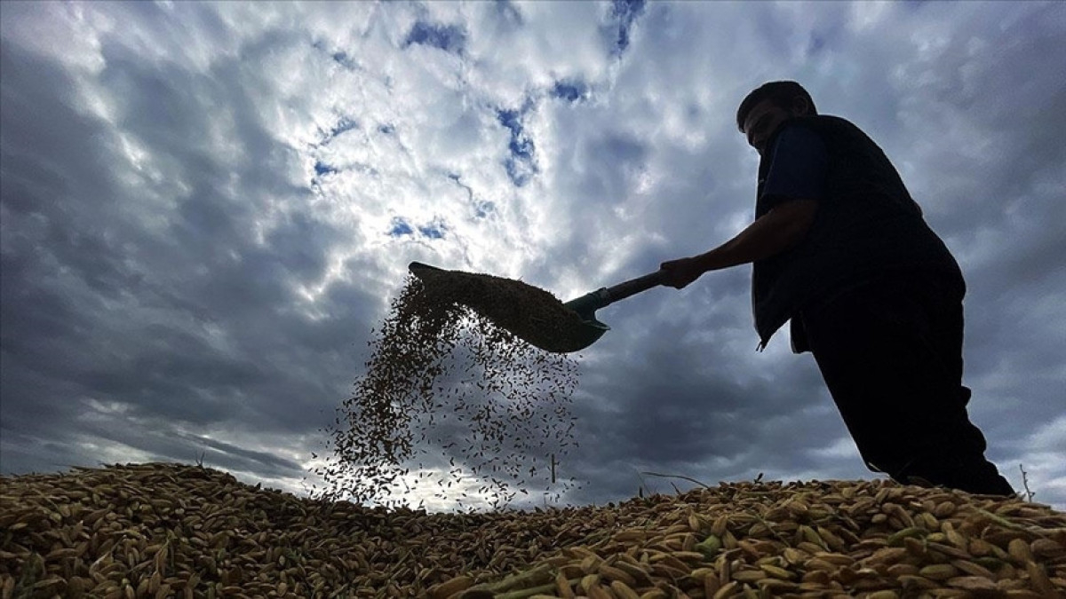 zirai don desteginde ureticilere 17 milyar lira daha odenecek H7bpfjUn.jpg