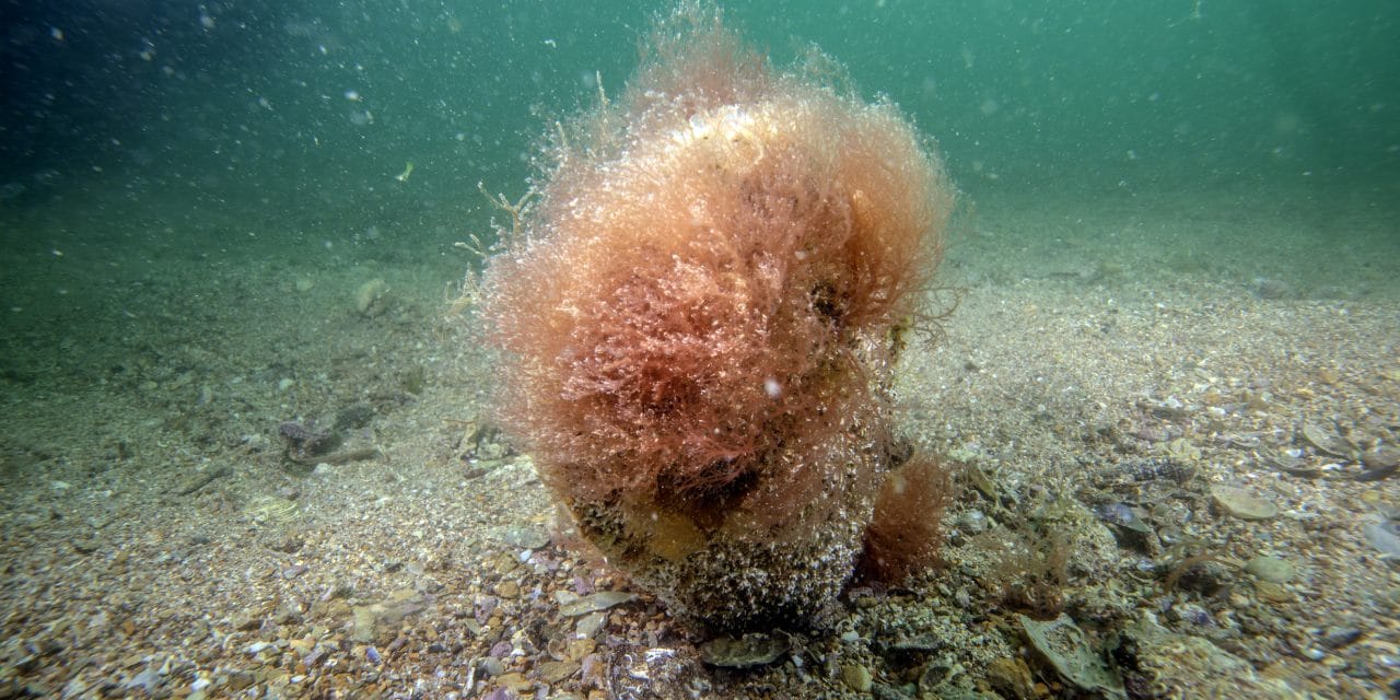 Tuzla Kıyılarında Doğanın Harikası: Saatte 6 Litre Su Arıtıyor